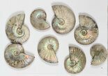 Lot: KG Silver Iridescent Ammonites (-) - Pieces #79440-2